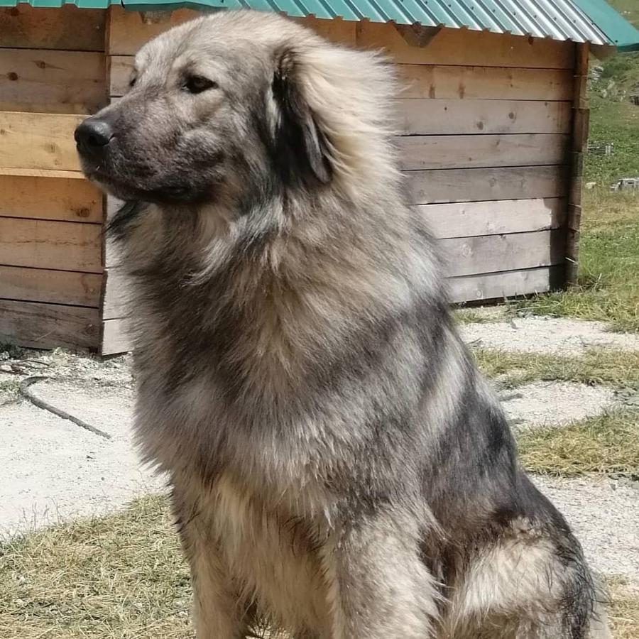 Kapetanov Konak Villa Kolasin Bagian luar foto